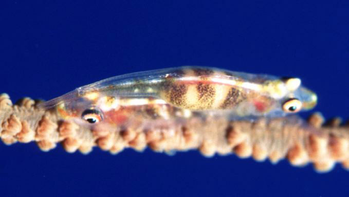 Whip coral goby in Kerama