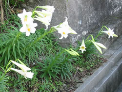 Easter lily