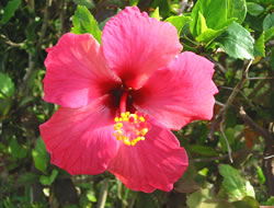 Hibiscus