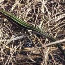 Okinawa five-Lined skink Okinawa five-Lined skink