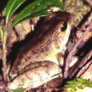 Holst's frog Holst's frog