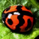 Coleoptera Coccinellidae Menochilus sexmaculatus