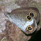 Ypthima masakii Ypthima masakii