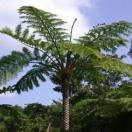 Sphaeropteris lepifera Sphaeropteris lepifera