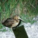 Scolopax mira Amami Woodcock