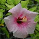 Hibiscus in Tokashiki Hibiscus in Tokashiki