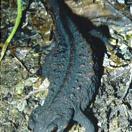 Anderson's crocodile newt Anderson's crocodile newt