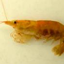 Caridina typus (Photographer: Hideo Suga) Caridina typus