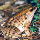Dagger frog Dagger frog