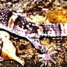 Oriental Grounded Gecko Oriental Grounded Gecko