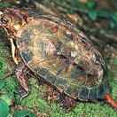 Ryukyu Black-breasted Leaf Turtle