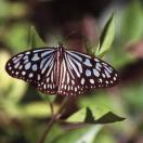 Parantica sita Chestnut Tiger