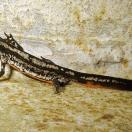 Sword-tailed newt Sword-tailed newt