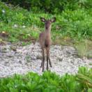 Kerama Mashika Kerama deer, Keramajika