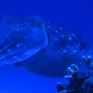 Giant Cuttlefish in the Kerama Islands