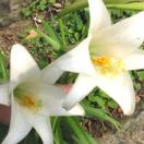 Easter lily Easter lily