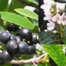 Rhaphiolepis umbellata Rhaphiolepis umbellata