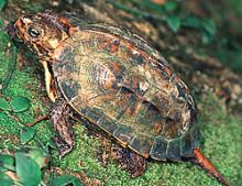 Ryukyu Black-breasted Leaf Turtle
