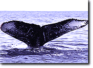Whale Fluke Up Dive