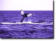 Whale Lobtailing