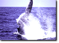 Whale Sidewise Slapping